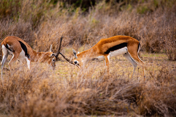 Serengeti Zebras