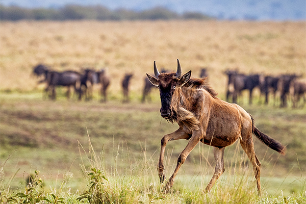 Serengeti Migration Safari